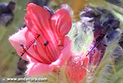 Viborera - Echium albicans - en el Gran Recorrido GR 240 Sendero Sulayr