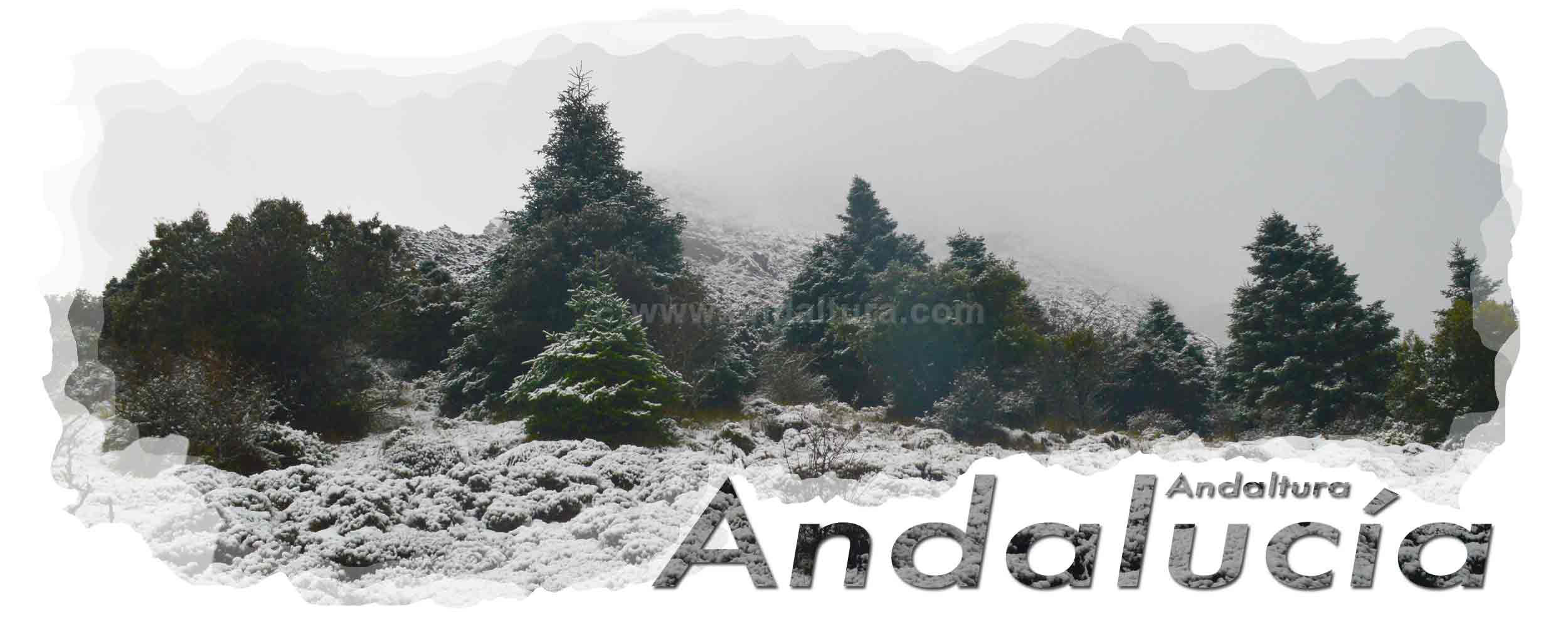 Cabecera Provincias de Andalucía - Pinsapar nevado en la Sierra de Grazalema - Rutas de Senderismo guiadas por la Sierra de Grazalema