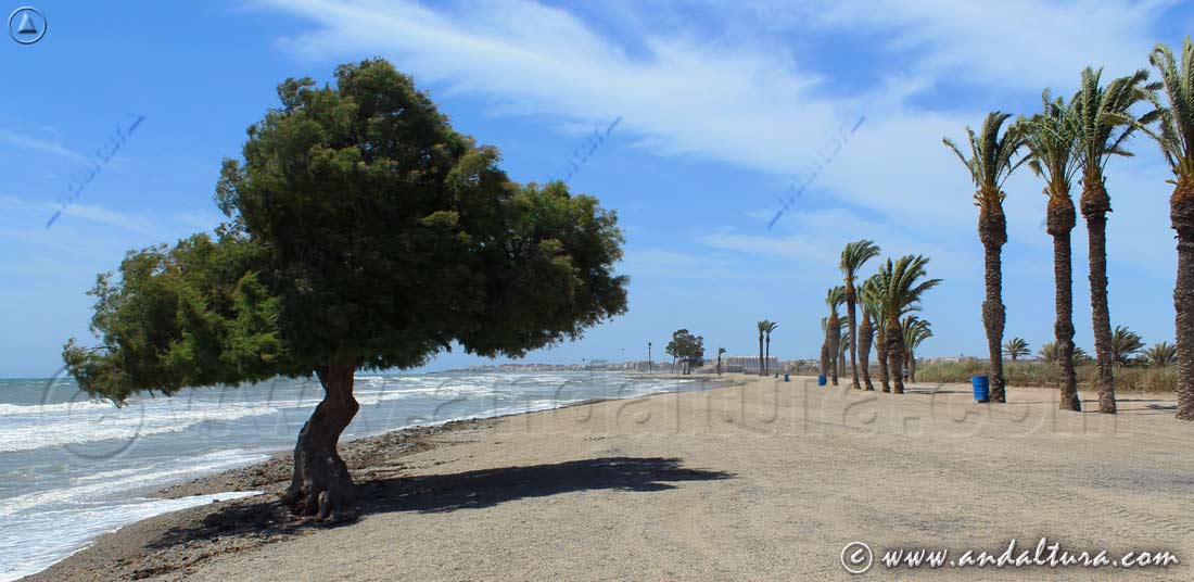 Guía de Playas de Almería - Tamarix en la Playa de los Bajos
