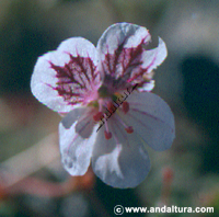Alfilerillos del Trevenque - Erodium rupicola