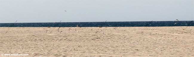 Aves en la Playa del Charco - Guía de Playas y Litoral del Cabo de Gata - Níjar