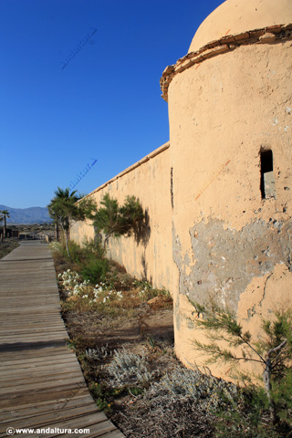 Azucena de mar - Pancratium maritimun - junto al Cuartel de la Cruceta - Guía Litoral de la capital de Almería