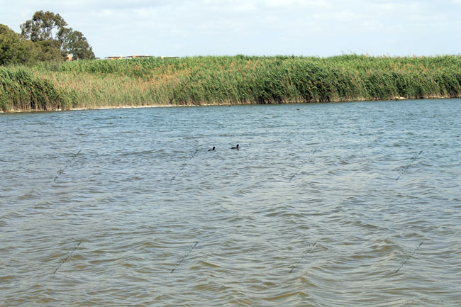 Fochas comunes y carrizos en la Desembocadura del río Antas en la Laguna de Vera