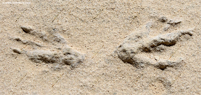 Ruta por el Sendero de los fósiles del Playazo de Rodalquilar - Guía Litoral de Níjar