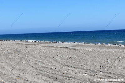 Gaviotas en la Playa de las Amoladeras - Ruta de Senderismo del Gran Recorrido GR 140 Mar y Nieve