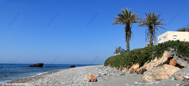Islotes y palmeras en la Playa de El Lance de la Virgen
