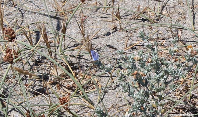 Niña celeste - Polyommatus bellargus - en la Playa de los Baños
