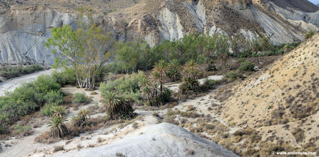 Oasis en el Desierto de Tabernas - Rutas de Senderismo por el Paraje Natural Desierto de Tabernas