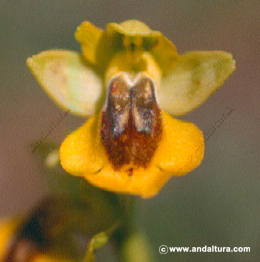 Orquídea Abejera amarilla - Ophrys lutea