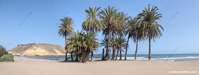 Palmeral en la Playa de las Palmeras - Guía de Playas de Pulpí
