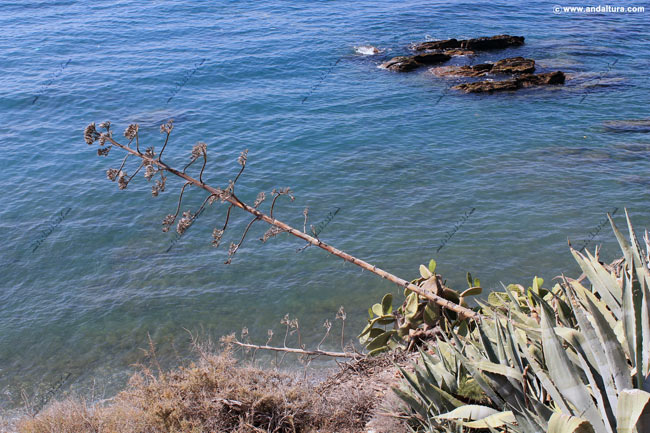 Pita - Agave americana - y rocas en la Playa de la Juana - Guía de Playas de Adra