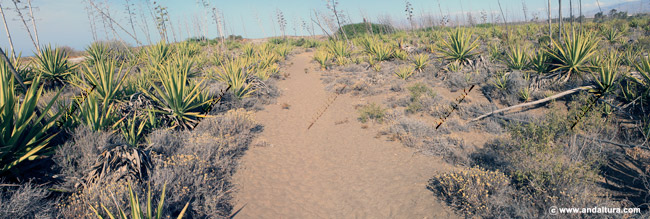 Pitas - Agave americana - por las Amoladeras en el Parque Natural Cabo de Gata - Níjar