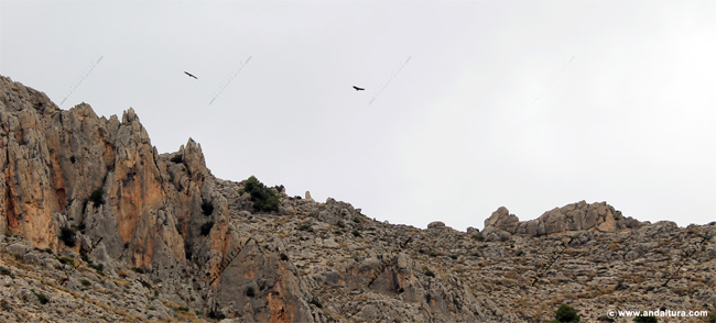 Rapaces en la Sierra de Maimón - Ruta ornitológica y de observación de aves en el Parque Natural Sierra María - Los Vélez