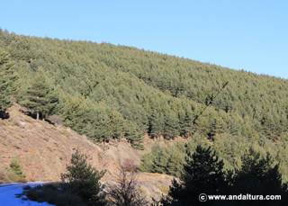 Repoblaciones de pinares en Sierra Nevada
