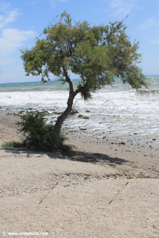 Tamarix canariensis - Taray - Arbol singular de Andalucía en la Playa de la Ventilla