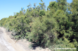 Tarajes - Tamarix africana - Ruta de Senderismo por el Humedal de Almería de El Charco - Rambla Morales