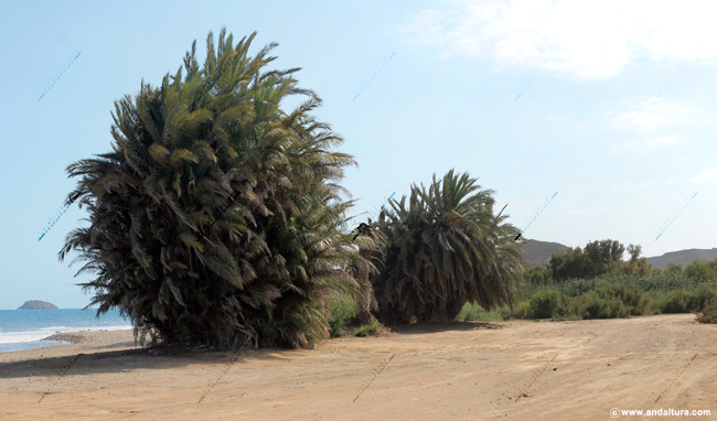 Tarays - Tamarix canariensis - en la Playa de las Palmeras - Guía de Playas de Pulpí