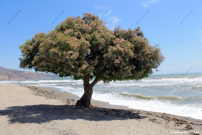 Taray - Tamarix canariensis - en la Playa de los Bajos