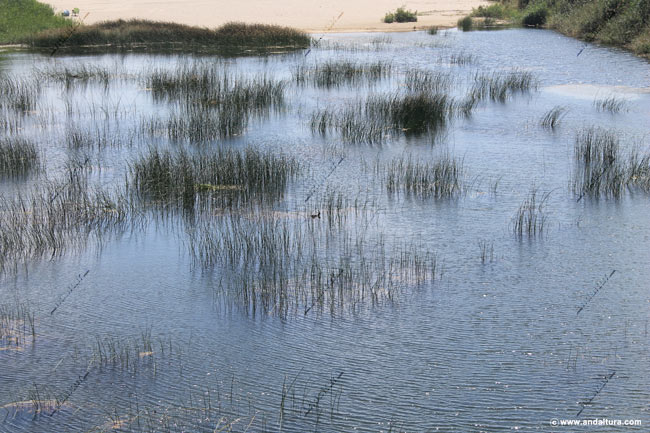 Vegetación acuática en el interior de la Laguna de Mojácar
