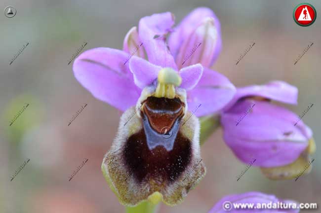 Al detalle: Abejera - Ophrys tenthredinifera