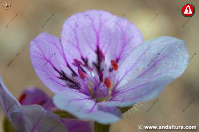Flor del Endemismo de Andalucía Erodium rupicola