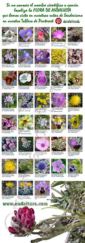 Cartel Flora de Andalucía de Andaltura de los ejemplares de nuestro canal de Pinterest