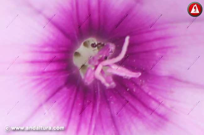 Detalle hormigas en flor de Correhuela rosa