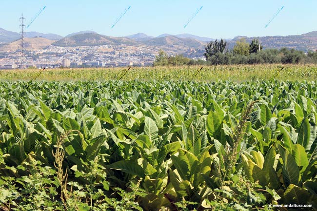 Cultivos de tabaco en las Rutas de Senderismo por la Vega de Granada, al fondo la ciudad de Granada