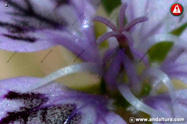 Detalle flor de Erodium rupicola