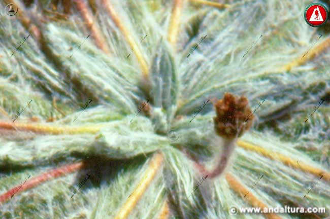 Detalle hojas de la Estrella de las Nieves - Plantago nivalis