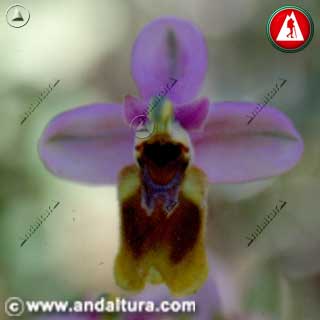 Detalle flor de Abejera - Abejorro - Orquídea avispa