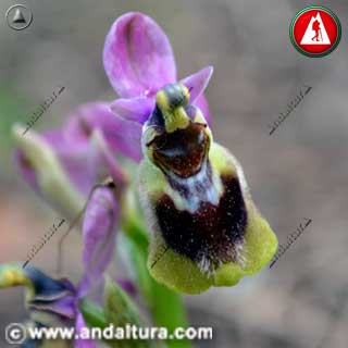 Detalle de la Abejera - Abejorro - Orquídea avispa