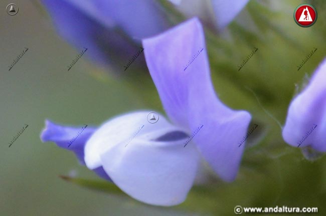 Detalle flor de Trébol hediondo - Bituminaria bituminosa
