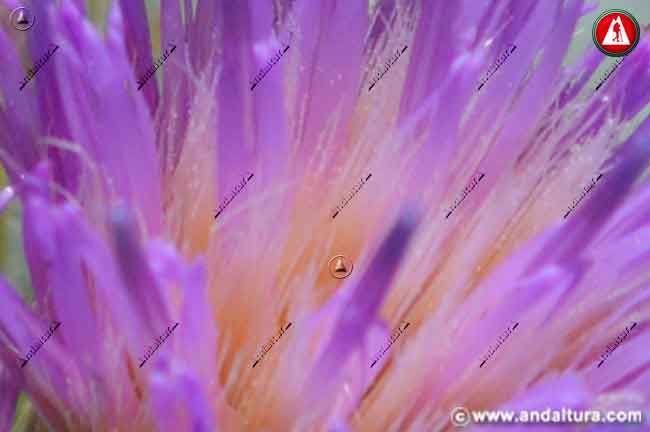 Detalle flor de Cardo de Sierra Nevada - Carduus carlinoides