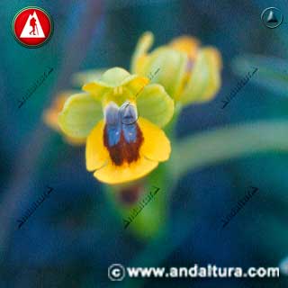 Detalle flor de abeja - Abejera amarilla