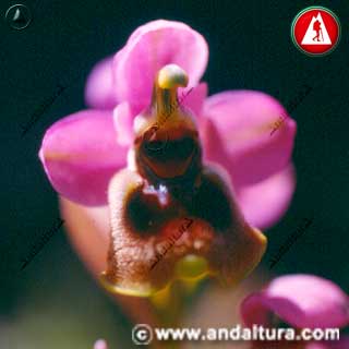 Detalle de la Abejera - Orquídea avispa