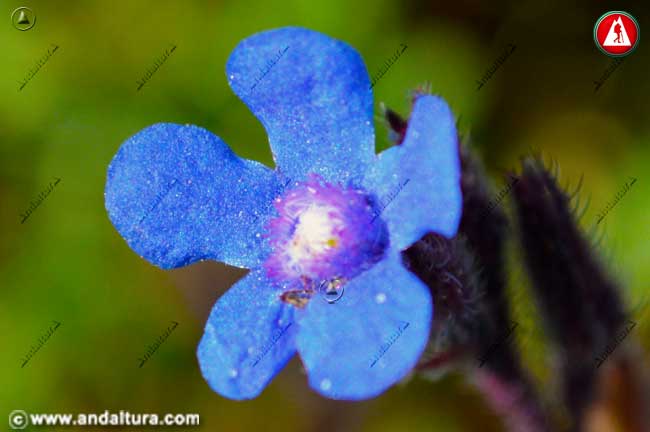 Detalle flor de Lengua de Buey - Anchusa azurea
