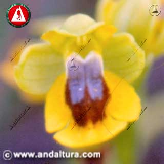 Detalle flor de Ophrys lutea