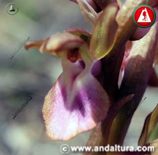 Flor Orquídea pobre - Orchis collina