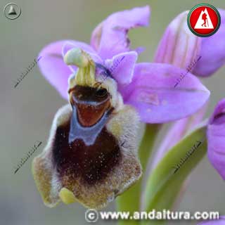 Bello detalle de la Abejera - Orquídea avispa