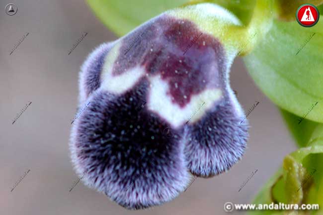 Detalle flor de Ophrys dyris - Abejera de la Omega