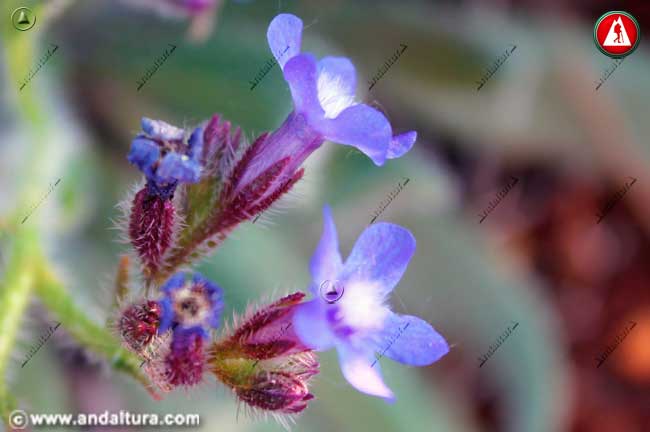 Flores de Anchusa azurea