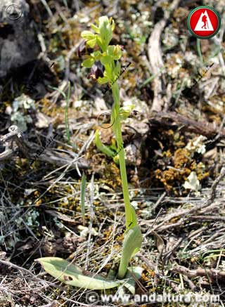 Planta de Mosca negra - Ophrys fusca