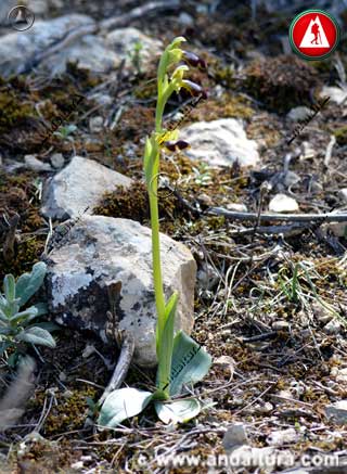 Planta de Ophrys fusca