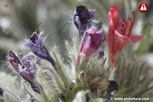 Flores de Viborera - Echium albicans