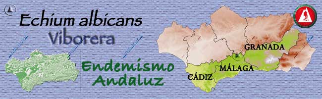 Mapa de Andalucía con la situación del Endemismo Viborera - Echium albicans: Provincia de Granada, Málaga y Cádiz