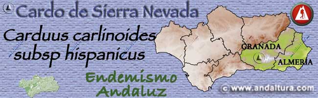 Mapa de Andalucía con la situación del Endemismo Cardo de Sierra Nevada - Carduus carlinoides subs hispanicus: Provincia de Granada y Almería -