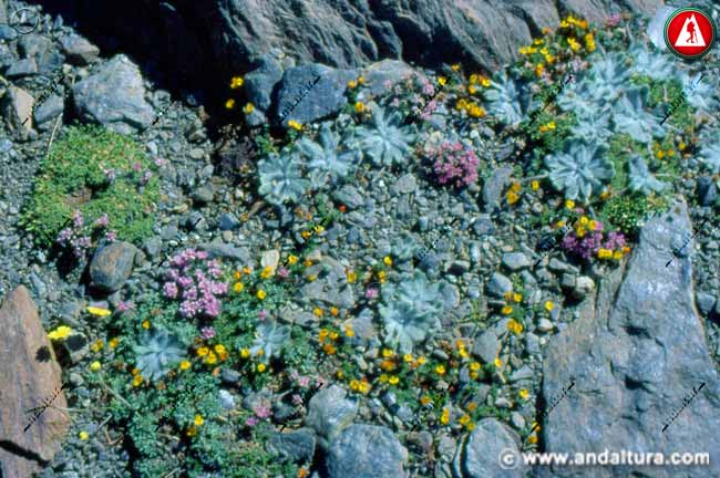 Flora de Sierra Nevada: Endemismos y Estrellas de las Nieves