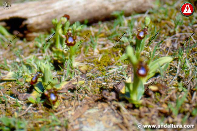 Plantas de Espejo de Venus - Ophrys speculum
