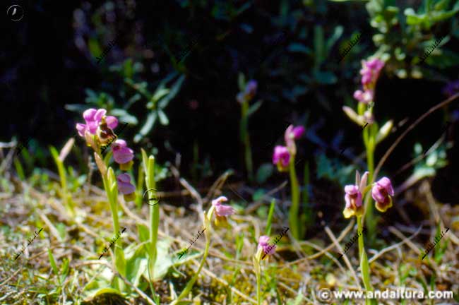 Entorno y conjunto de Abejera - Ophrys tenthredinifera
